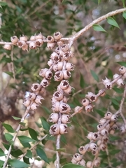 Melaleuca preissiana