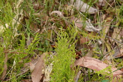 Selaginella uliginosa