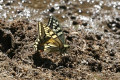 Papilio machaon ladakensis