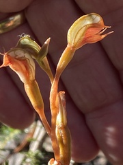 Pterostylis rufa