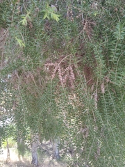 Melaleuca preissiana