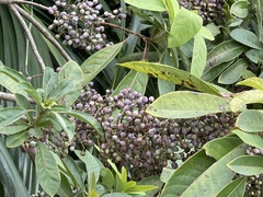 Daphniphyllum calycinum