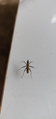 Telostylinus lineolatus