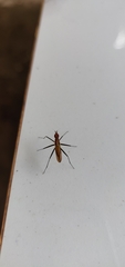 Telostylinus lineolatus