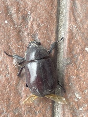 Xylotrupes
