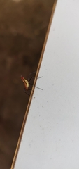 Telostylinus lineolatus