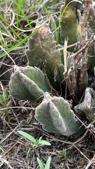 Stapelia grandiflora