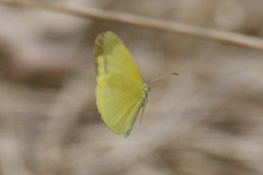 Eurema smilax