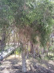 Melaleuca preissiana