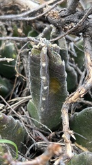 Stapelia grandiflora