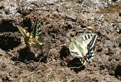 Papilio machaon ladakensis