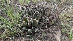 Stapelia grandiflora