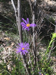 Olearia ciliata