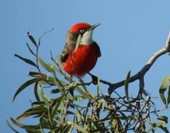 Epthianura tricolor