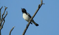 Certhionyx variegatus