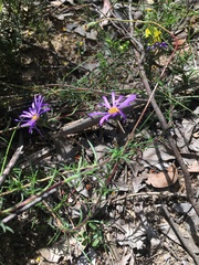 Olearia ciliata