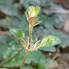 Acanthoideae