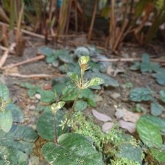 Acanthoideae
