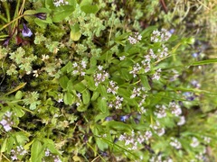 Plectritis congesta brachystemon