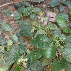 Acanthoideae