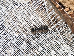 Polyrhachis phryne
