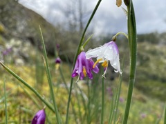 Olsynium douglasii