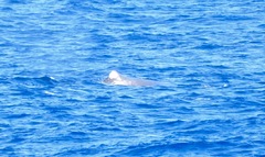 Physeter macrocephalus