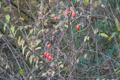 Trichosanthes cucumeroides