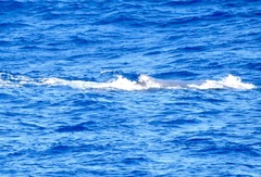 Physeter macrocephalus