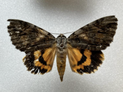 Catocala neogama euphemia