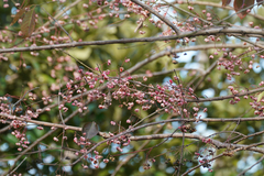 Euonymus hamiltonianus sieboldianus