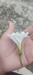 Ipomoea pauciflora