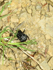 Nyssus albopunctatus