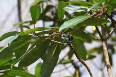 Daphniphyllum macropodum