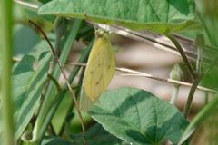 Eurema smilax