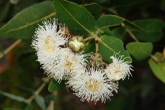 Angophora hispida