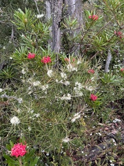 Hakea lissosperma