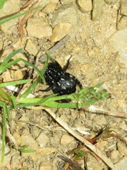Nyssus albopunctatus