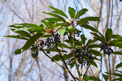 Daphniphyllum macropodum