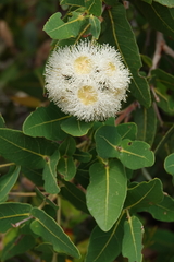 Angophora hispida