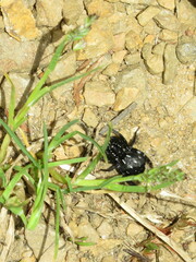 Nyssus albopunctatus