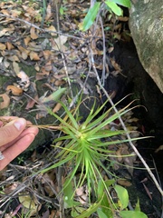 Dracophyllum secundum
