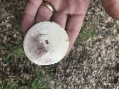 Tylopilus williamsii