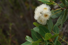 Angophora hispida