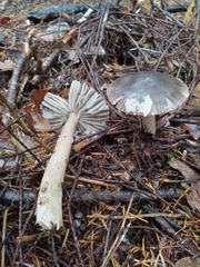 Amanita constricta