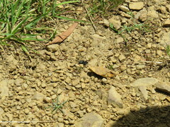 Nyssus albopunctatus