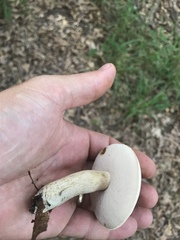 Tylopilus williamsii