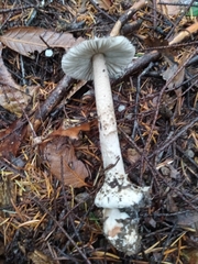 Amanita constricta