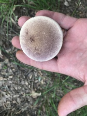 Tylopilus williamsii