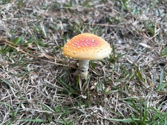 Amanita persicina